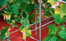 Hvorfor det dukker opp flekker på tomatblader og hvordan håndtere dem