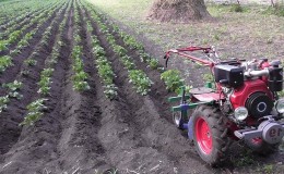 Técnica para amontoar batatas com trator portátil