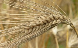 Akta dig för gluten: innehåller korn det?