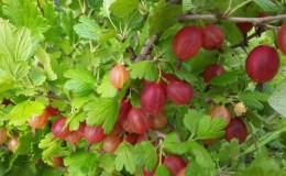 Variedad de grosella espinosa de alto rendimiento y resistente a las heladas Masheka