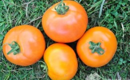 Tomato Andromeda, popular dan digemari oleh penduduk musim panas: kami menanam dan menikmati hasil tuaian yang banyak