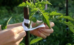 Comment faire pousser et attacher des tomates hautes