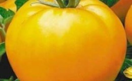 Salah satu jenis yang paling lazat untuk penggunaan segar ialah tomato Yellow Giant.