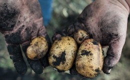 Variedade popular de batata com Repanka de alto rendimento