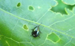 Come affrontare le pulci sul cavolo