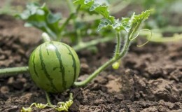 Instruções passo a passo para jardineiros iniciantes: como beliscar melancias em terreno aberto