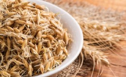 Los beneficios y daños de la avena germinada.