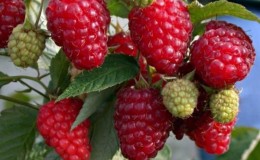 Ano ang gagawin kung ang lasa ng pag-aani ng berry ay nabigo: bakit ang mga raspberry ay hindi matamis at kung paano ayusin ito