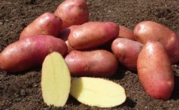 Confiável e apreciada pelos agricultores, variedade de batata Alvara, de criadores alemães