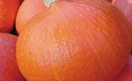 Por qué a los agricultores les gusta tanto la calabaza Orange Summer: un híbrido fácil de cuidar e indispensable en la cocina