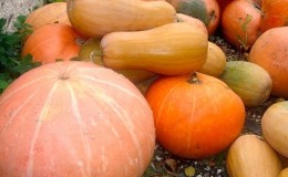 Las mejores variedades de calabaza para campo abierto con fotos y descripciones.