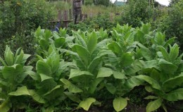 When and how to collect tobacco and properly dry it at home