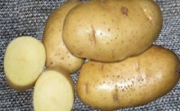 A variedade de batata Lasunok, apreciada pelos agricultores pela facilidade de cuidado e produtividade