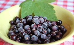 Les meilleures façons de congeler les cassis pour l'hiver au congélateur