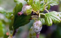 Bagaimanakah gooseberry boleh dirawat untuk menghilangkan plak putih pada buah beri dan apakah sebab penampilannya?