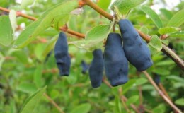 Variedad de madreselva resistente a las heladas Violeta