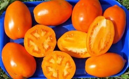 Pelbagai tomato Koenigsberg: penerangan tentang jenis dan petua untuk penanaman yang berkesan