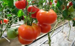 Tomato yang besar dan mudah dijaga Keluarga f1: tanam sendiri, mengelakkan kesilapan