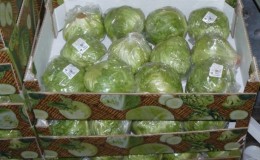 Features of storing cabbage in cling film in the cellar