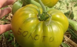 Et utrolig utvalg av grønne tomater - Swamp-tomaten for ekte gourmeter