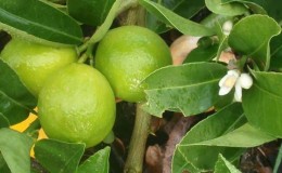 Lime varieties - paglalarawan at mga katangian