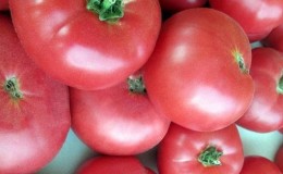 Kelebihan dan rahsia menanam tomato pertengahan musim Korneevsky, tahan terhadap penyakit dan perosak