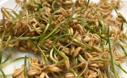 Cómo germinar avena en casa como alimento: instrucciones paso a paso