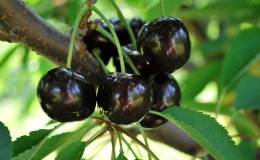 Fiable y adecuada para el cultivo en climas duros, la variedad de cereza negra Leningradskaya