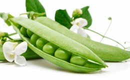 Caractéristiques biologiques des pois qu'il est préférable de connaître