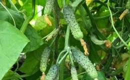 What are the names of small cucumbers and what varieties of this type are the best?