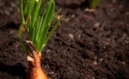 Quand planter des oignons familiaux avant l'hiver et est-ce possible dans l'Oural