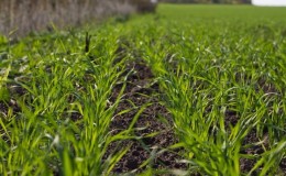 Stadier af såning af vinterhvede og yderligere pleje af beplantninger