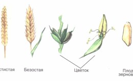 Espiga de trigo - estrutura, descrição botânica e características