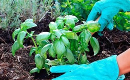 How to grow basil in open ground in the Moscow region