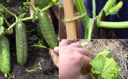 Cum să plantezi castraveți într-o seră și alte metode de îngrijire de la plantare până la recoltare