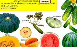 Vai arbūzs un melone ir vai nav ogas, un kāpēc?