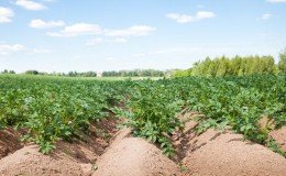 Qual é a taxa de semeadura de batata por 1 hectare em toneladas e como calculá-la corretamente