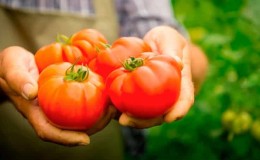 En variant med et attraktivt navn og ekstraordinær smak - Paradise Delight-tomaten: vokser og smaker