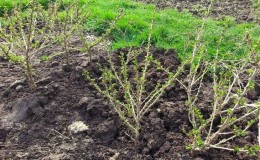 At what distance from each other are gooseberry and currant bushes planted?