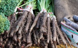 What is black carrot juice: cultivation, preparation and use