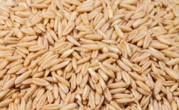 Propiedades y características útiles del cultivo de avena desnuda.