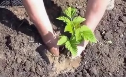 Instructies voor het correct planten van frambozen in de zomer voor beginnende tuiniers