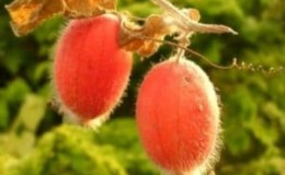 Round cucumbers and other exotic varieties