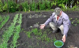 Trinn-for-trinn-instruksjoner for å plante dill på greener i juli