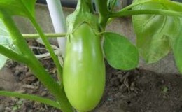 Why do eggplants turn green instead of blue and how can this be prevented?