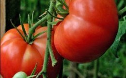 Tomato merah bugai - hibrid besar yang menghasilkan hasil tuaian yang banyak