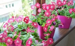 Cómo cultivar petunia a partir de semillas en casa: sembrar plántulas, cuidar, trasplantar a campo abierto.