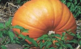 Nastavujeme výnosové rekordy tím, že na našem pozemku pěstujeme obří odrůdu dýně s názvem Hundred Pumpkin.