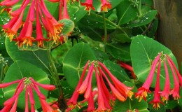 Descrição, cultivo e uso de Brown's Honeysuckle Dropmore Scarlet