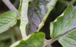 Que faire lorsque les feuilles de tomate s'enroulent